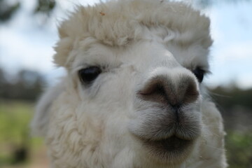 close up of a white alpaca