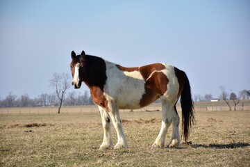 horse in field
