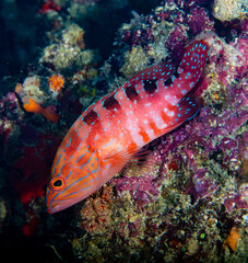 Grouper