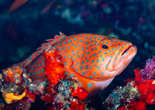 Coral Trout