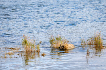 Adult brown bear swimming in the Brooks River looking for fish, Katmai National Park, Alaska
