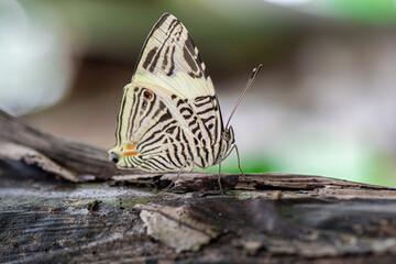 macro selective focus of a colorful butterfly on a tree trunk