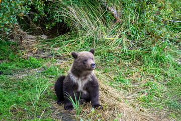 Cute brown bear cub with natal collar sitting and watching for mother bear, Katmai National Park, Alaska
