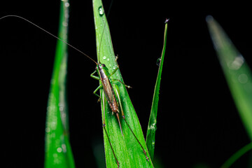 macro selective focus of a cricket on a plant with water drops