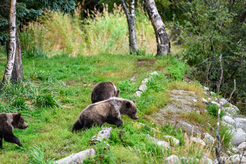 Cute little brown bear cubs with natal collars playing in grass on the side of the Brooks River waiting for mother bear, Katmai National Park, Alaska  © knelson20