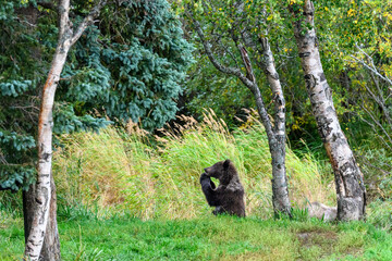 Cute little brown bear cubs with natal collars playing in grass on the side of the Brooks River waiting for mother bear, Katmai National Park, Alaska

