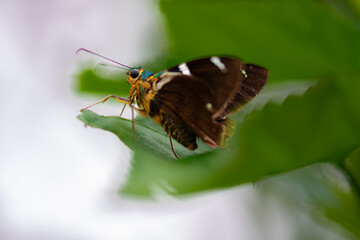 macro selective focus of a colorful butterfly on a plant