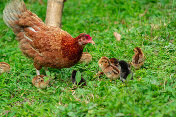 a hen looking for earthworms to feed her chicks