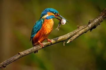 Fotobehang IJsvogel The common kingfisher (Alcedo atthis)the Eurasian kingfisher, and river kingfisher, is a small kingfisher with seven subspecies recognized within its wide distribution across Eurasia and North Africa.  © ND STOCK