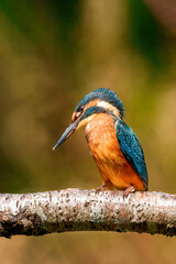 The common kingfisher (Alcedo atthis)the Eurasian kingfisher, and river kingfisher, is a small kingfisher with seven subspecies recognized within its wide distribution across Eurasia and North Africa.