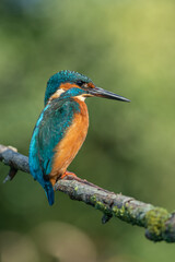 The common kingfisher (Alcedo atthis)the Eurasian kingfisher, an