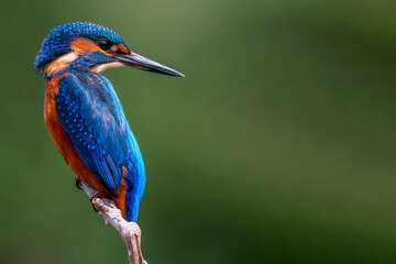 The common kingfisher (Alcedo atthis)the Eurasian kingfisher, and river kingfisher, is a small kingfisher with seven subspecies recognized within its wide distribution across Eurasia and North Africa.