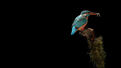 The common kingfisher (Alcedo atthis)the Eurasian kingfisher, and river kingfisher, is a small kingfisher with seven subspecies recognized within its wide distribution across Eurasia and North Africa