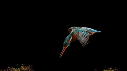 The common kingfisher (Alcedo atthis)the Eurasian kingfisher, and river kingfisher, is a small kingfisher with seven subspecies recognized within its wide distribution across Eurasia and North Africa