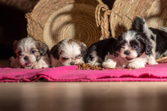beautiful shih tzu puppies