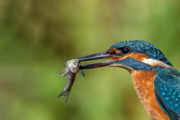 The common kingfisher (Alcedo atthis)the Eurasian kingfisher, and river kingfisher, is a small kingfisher with seven subspecies recognized within its wide distribution across Eurasia and North Africa.