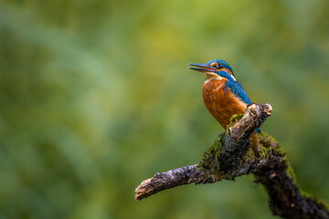 The common kingfisher (Alcedo atthis)the Eurasian kingfisher, and river kingfisher, is a small kingfisher with seven subspecies recognized within its wide distribution across Eurasia and North Africa.