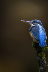 The common kingfisher (Alcedo atthis)the Eurasian kingfisher, and river kingfisher, is a small kingfisher with seven subspecies recognized within its wide distribution across Eurasia and North Africa.