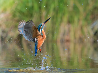 The common kingfisher (Alcedo atthis)the Eurasian kingfisher, and river kingfisher, is a small...