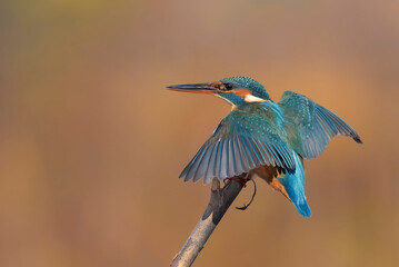 The common kingfisher (Alcedo atthis)the Eurasian kingfisher, and river kingfisher, is a small kingfisher with seven subspecies recognized within its wide distribution across Eurasia and North Africa.