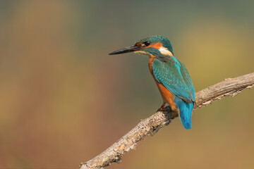 Fototapeta premium The common kingfisher (Alcedo atthis)the Eurasian kingfisher, and river kingfisher, is a small kingfisher with seven subspecies recognized within its wide distribution across Eurasia and North Africa.