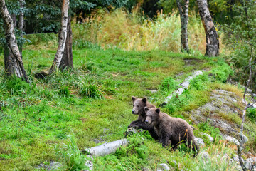 Cute little brown bear cubs with natal collars playing in grass on the side of the Brooks River waiting for mother bear, Katmai National Park, Alaska
