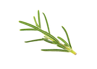 Rosemary isolated on transparent png