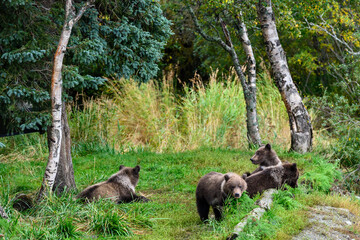Cute little brown bear cubs with natal collars playing in grass on the side of the Brooks River waiting for mother bear, Katmai National Park, Alaska
