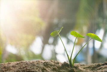 Growing plant,Young plant in the morning light on ground background, New life concept.Small plant on the ground in spring.