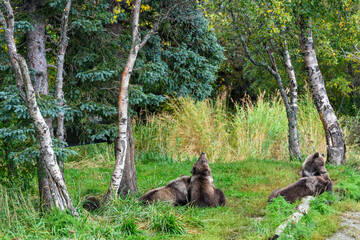 Cute little brown bear cubs with natal collars playing in grass on the side of the Brooks River waiting for mother bear, Katmai National Park, Alaska
