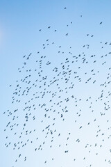 flock of birds