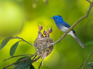 Parents of Black-naped Monarch or Blue Flycatchers perching over nest protect their baby chicks in the nest, beautiful nature