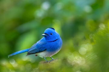 Close up of Black-naped Monarch ( Hypothymis azurea ) in real nature in Thailand