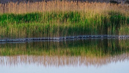 Fototapeta na wymiar The reeds reflected themselves in the water