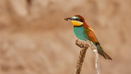 European Bee-eater, Merops apiaster, beautiful bird sitting on the branch with dragonfly in the bill, action scene in the nature habitat, Bulgaria. Animal with catch, bird behaviour..