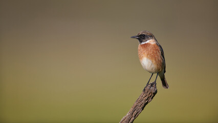 Male European Stonechat perching on a reed stem. The European stonechat (Saxicola rubicola) is a small passerine bird.