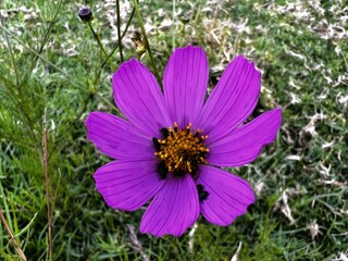 flower in the garden