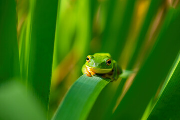 European tree frog, Hyla arborea, sitting on grass straw with clear green background. Nice green amphibian in nature habitat. Face to face portrait.