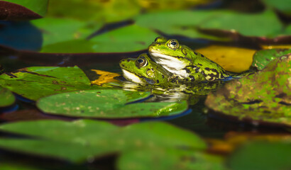 The edible frog is a species of common European frog, also known as the common water frog or green frog. It is used for food, particularly in France for the delicacy frogy legs.