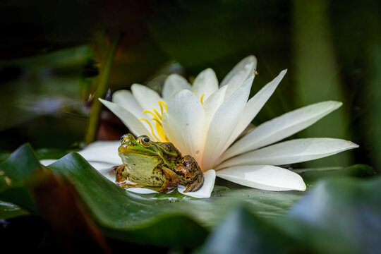 The edible frog is a species of common European frog, also known as the common water frog or green frog. It is used for food, particularly in France for the delicacy frogy legs..