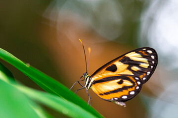 macro selective focus of a colorful butterfly on a plant