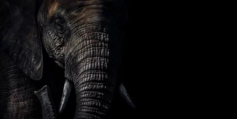 Fototapeten Close-up moody portrait with dramatic light and shadow showing texture and detail of a Sri Lankan elephant (Elephas maximus maximus) trunk in the jungle of Udawalawe National Park, Sri Lanka... © ND STOCK