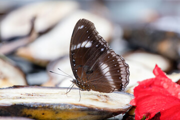 Great Eggfly observed in the butterfly park in Kuala Lumpur, Malaysia
