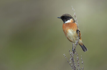 Male European Stonechat perching on a reed stem. The European stonechat (Saxicola rubicola) is a small passerine bird.