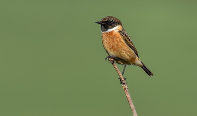 Male European Stonechat perching on a reed stem. The European stonechat (Saxicola rubicola) is a small passerine bird.