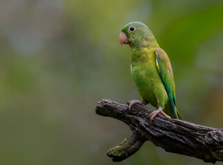 Endangered macaw parrot, Great green macaw, Ara ambiguus, also known as Buffon's macaw. Green-yellow, wild tropical forest parrot, flying with outstretched wings against blurred background in forest