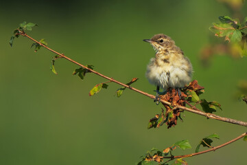 a small plain prinia bird perched at the end of a wood. plain prinia animal expose to soft background while standing over fresh green moss spot, plain prinia