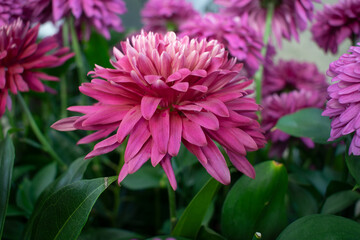 garden of intense pink flowers with many petals