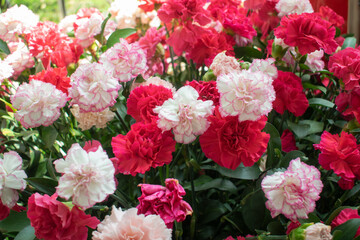 beautiful red, pink and white carnations with foliage on a sunny day