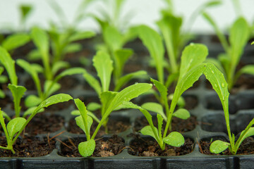 Lettuce seedlings, small to medium size, good root system, beautiful leaves. strong seedlings ready to grow in the pit tray and in the ground